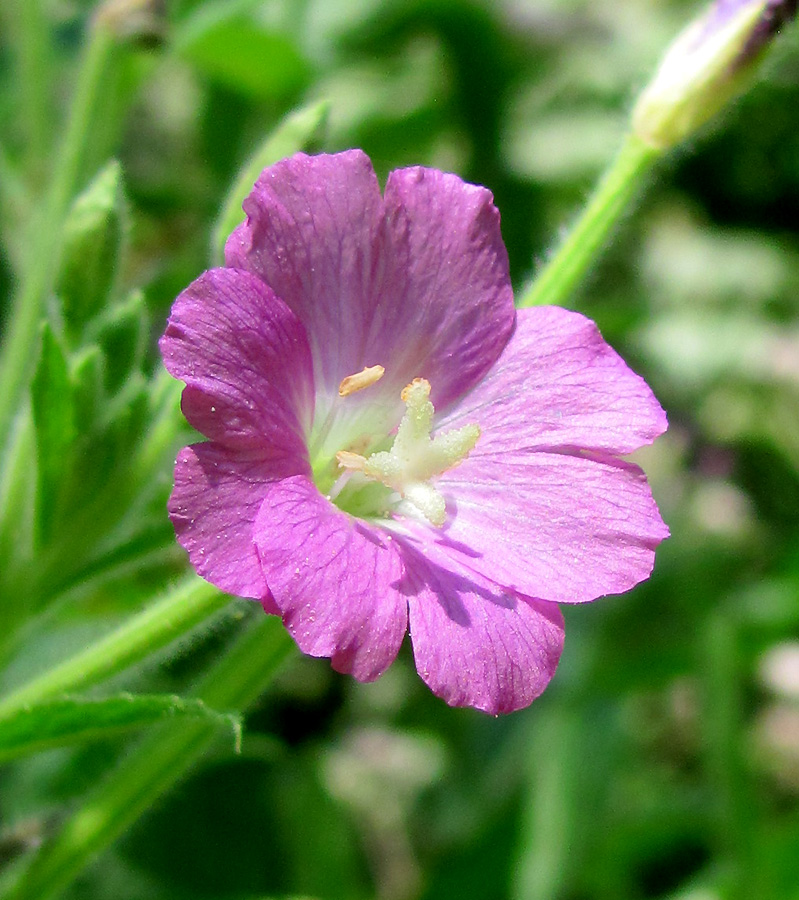 Изображение особи Epilobium hirsutum.
