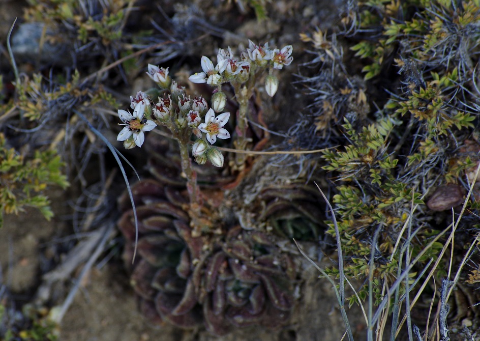 Изображение особи Rosularia platyphylla.