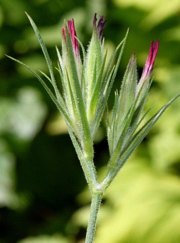 Image of Dianthus armeria specimen.