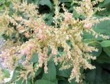 Aconogonon weyrichii. Соцветие с цветками и завязавшимися плодами. Мурманск, р-н Жилстроя, заброшенный палисадник. 08.09.2014.
