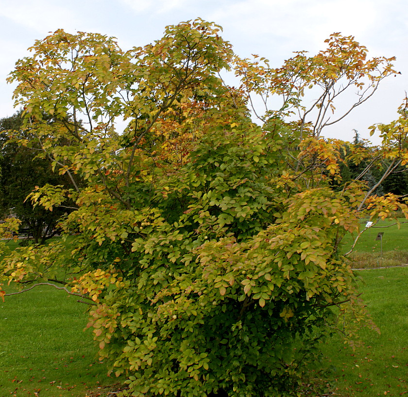 Image of genus Staphylea specimen.