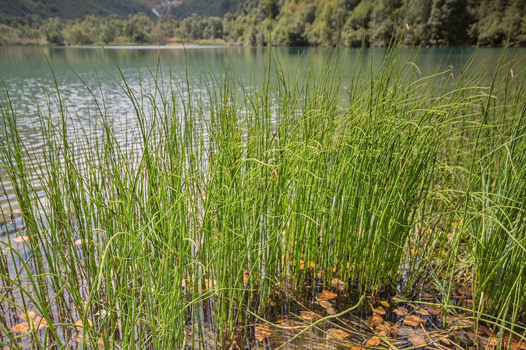 Изображение особи Equisetum fluviatile.