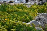 Crithmum maritimum. Плодоносящие растения на каменистом берегу моря. Крым, Ленинский р-н, Опукский заповедник. 13.09.2014.