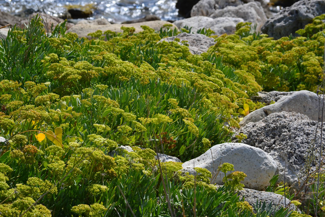 Изображение особи Crithmum maritimum.