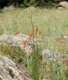 Lilium pumilum