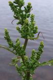 Rumex longifolius. Соцветие. Кольский полуостров, Восточный Мурман, пос. Дальние Зеленцы. 31.07.2009.