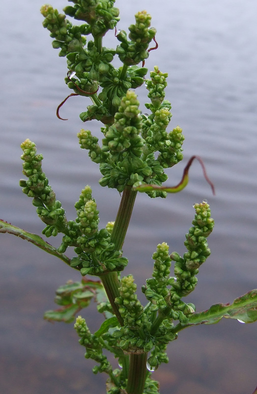 Изображение особи Rumex longifolius.