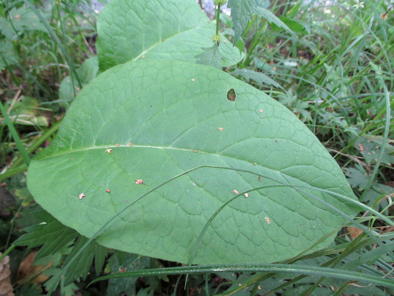 Image of Cynoglossum officinale specimen.