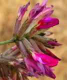 Astragalus cornutus