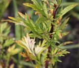 Artemisia vulgaris. Средняя часть побега. Видны верхняя зеленая и нижняя беловойлочная стороны листа. Петрозаводск, конец сентября.