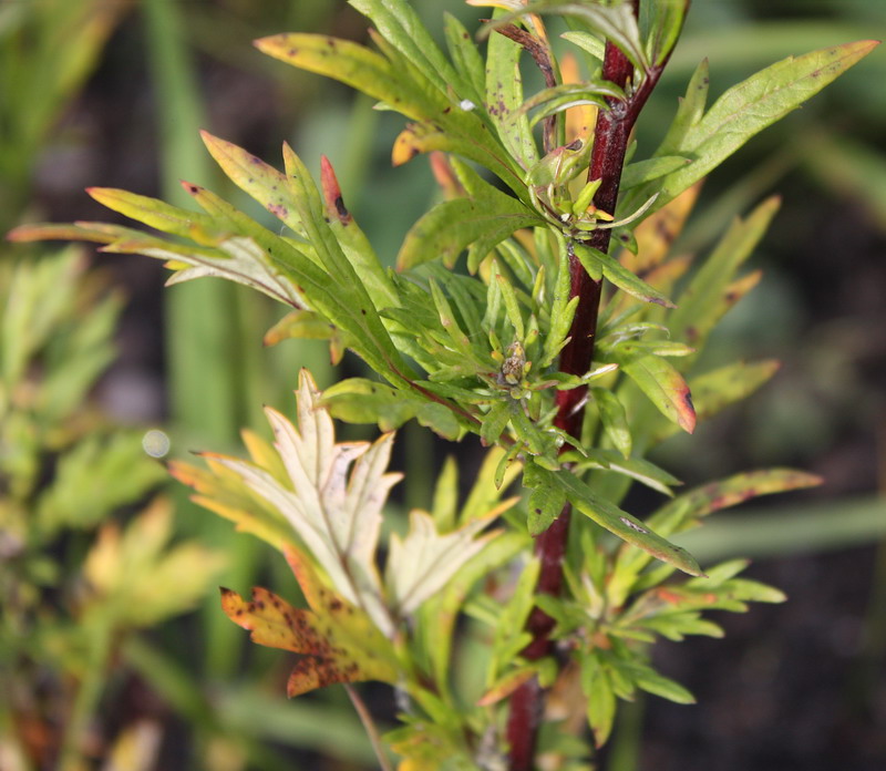 Изображение особи Artemisia vulgaris.