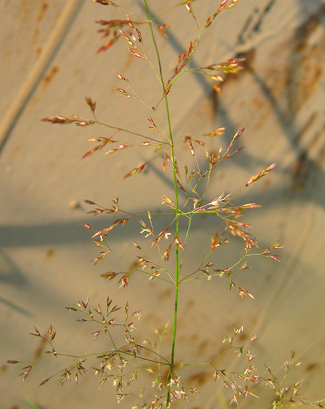 Изображение особи род Agrostis.