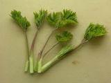 Heracleum lanatum