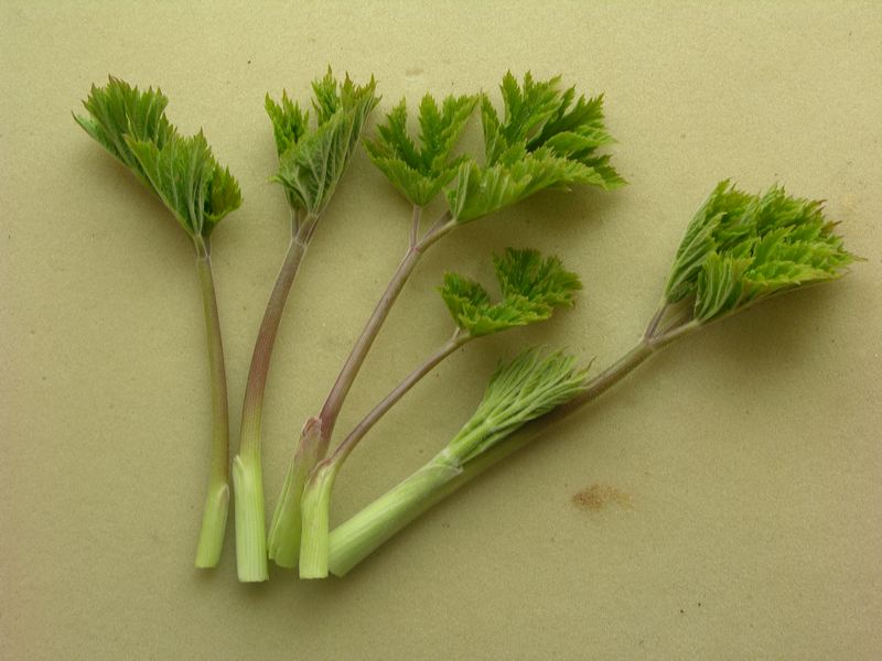 Image of Heracleum lanatum specimen.