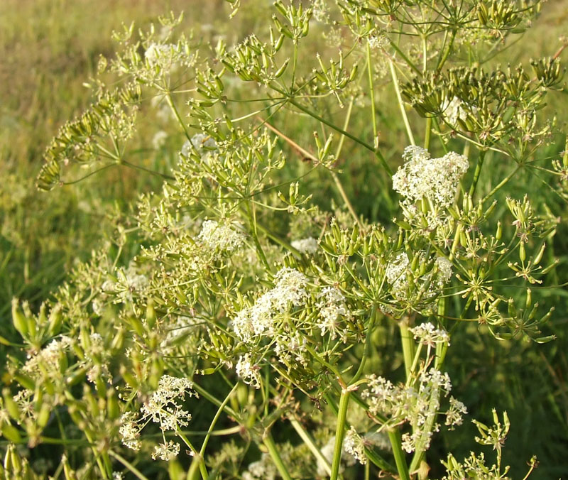 Image of Anthriscus sylvestris specimen.