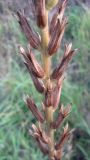 Oenothera rubricaulis