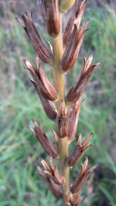 Image of Oenothera rubricaulis specimen.