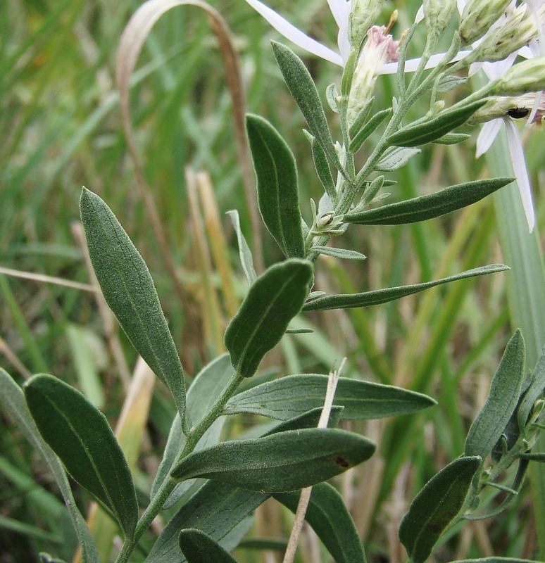 Image of Galatella dracunculoides specimen.