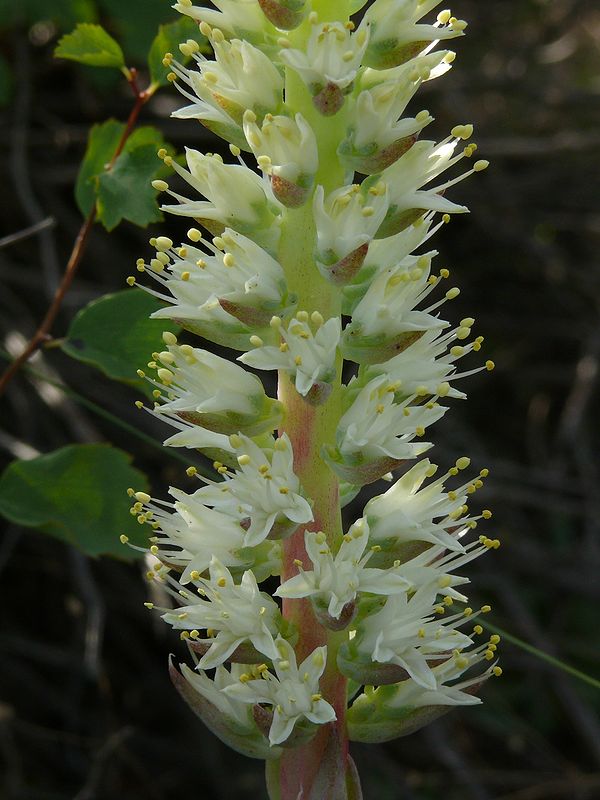 Image of Orostachys spinosa specimen.