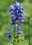 Aconitum nasutum. Соцветие. Адыгея, окр. плато Лагонаки. 17.08.2008.