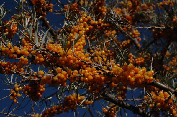 Image of Hippophae rhamnoides specimen.