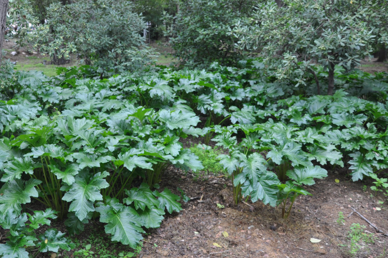 Изображение особи Acanthus mollis.