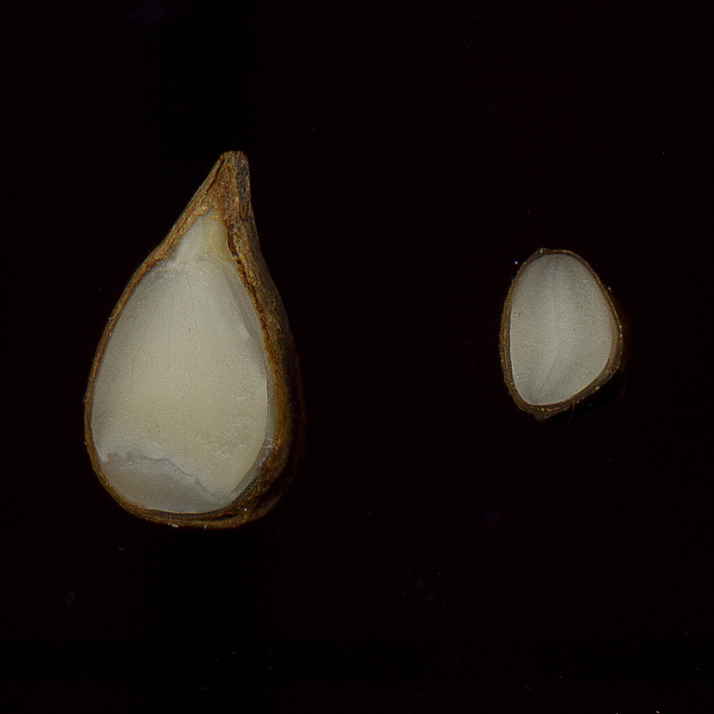 Image of Malus sylvestris specimen.