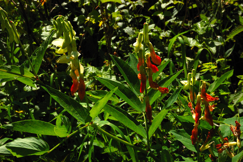 Изображение особи Lathyrus gmelinii.