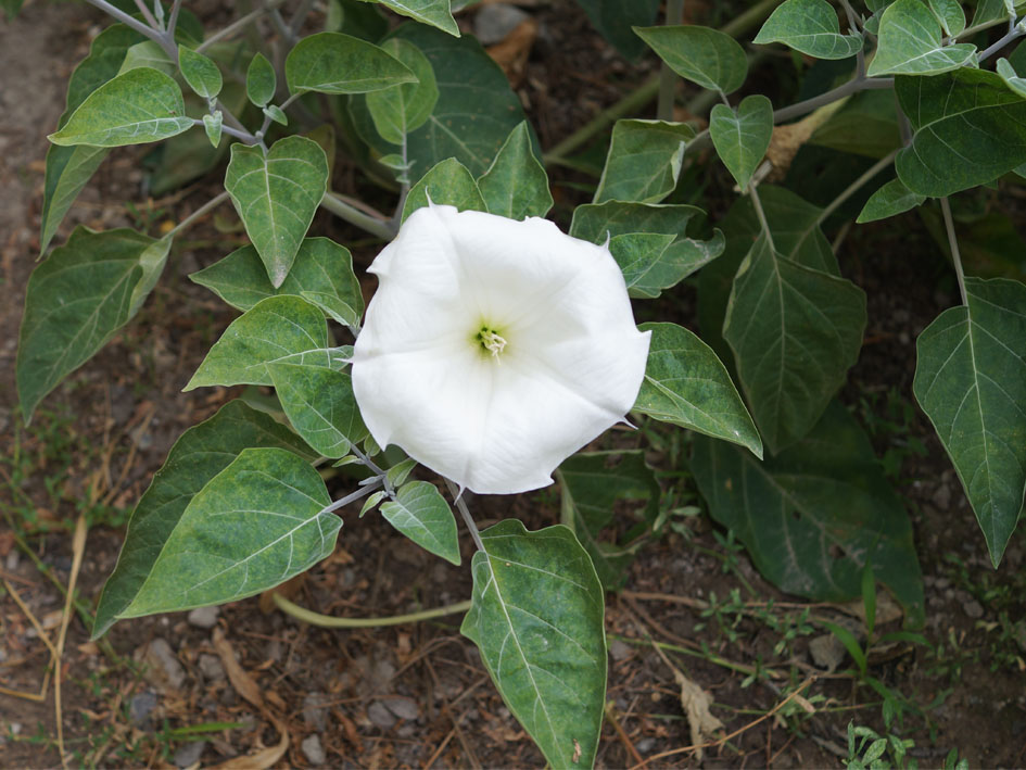 Изображение особи Datura innoxia.