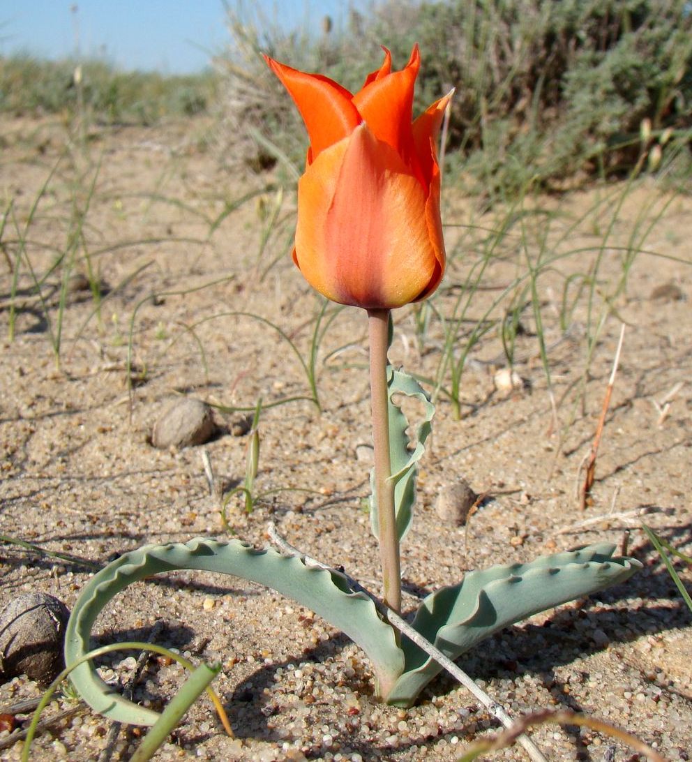 Изображение особи Tulipa borszczowii.