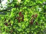 Berberis vulgaris. Прошлогодние плоды. Санкт-Петербург, Петергоф, парк \"Александрия\", берег Финского залива. 31.05.2014.