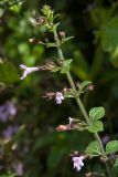 Clinopodium menthifolium. Верхушка побега с цветками. Черногория, окр. пос. Пржно (Pržno), периодически выкашиваемая обочина дороги рядом с зарослями кустарников. 07.10.2014.