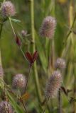 Trifolium arvense