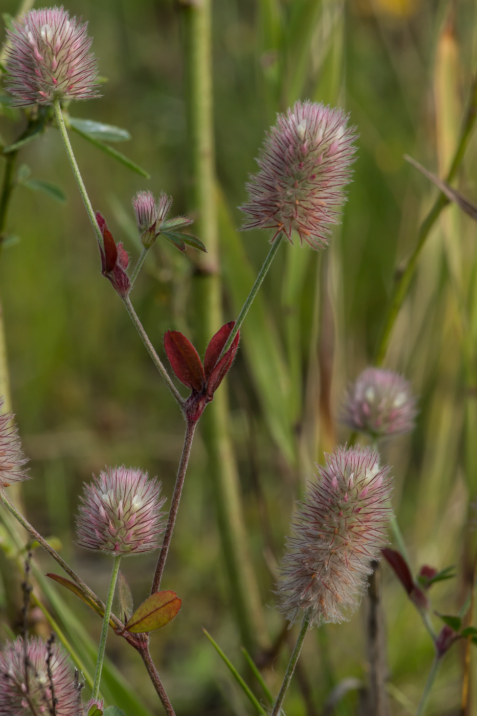 Изображение особи Trifolium arvense.