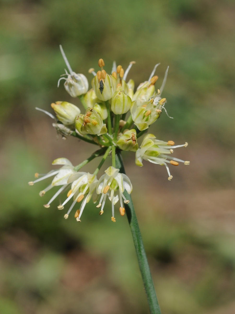 Image of Allium ericetorum specimen.