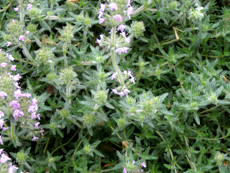 Изображение особи Thymus lavrenkoanus.