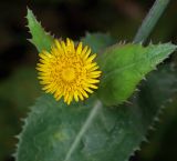 Sonchus oleraceus. Соцветие (вид сверху). Московская обл., Раменский р-н, окр. дер. Хрипань, садовый участок. 13.09.2015.