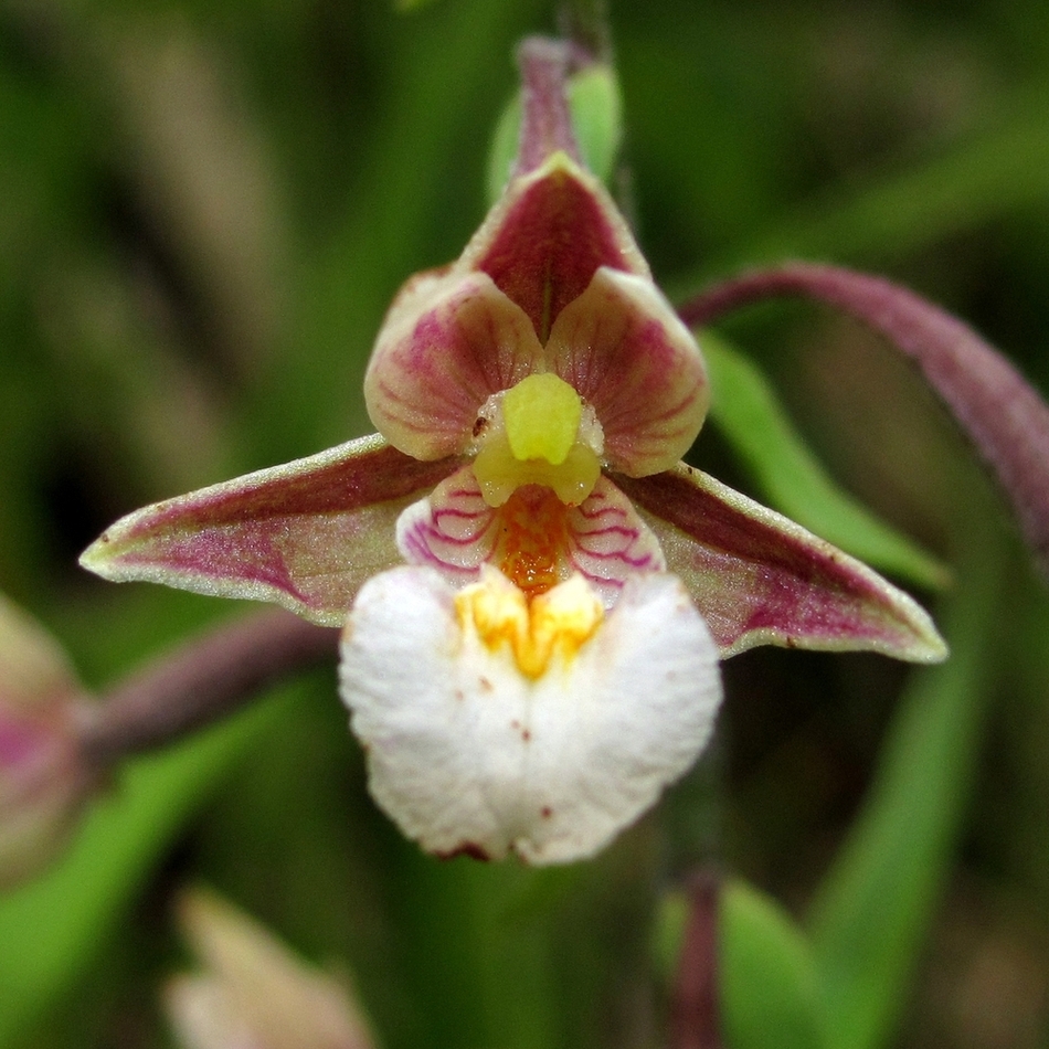 Image of Epipactis palustris specimen.