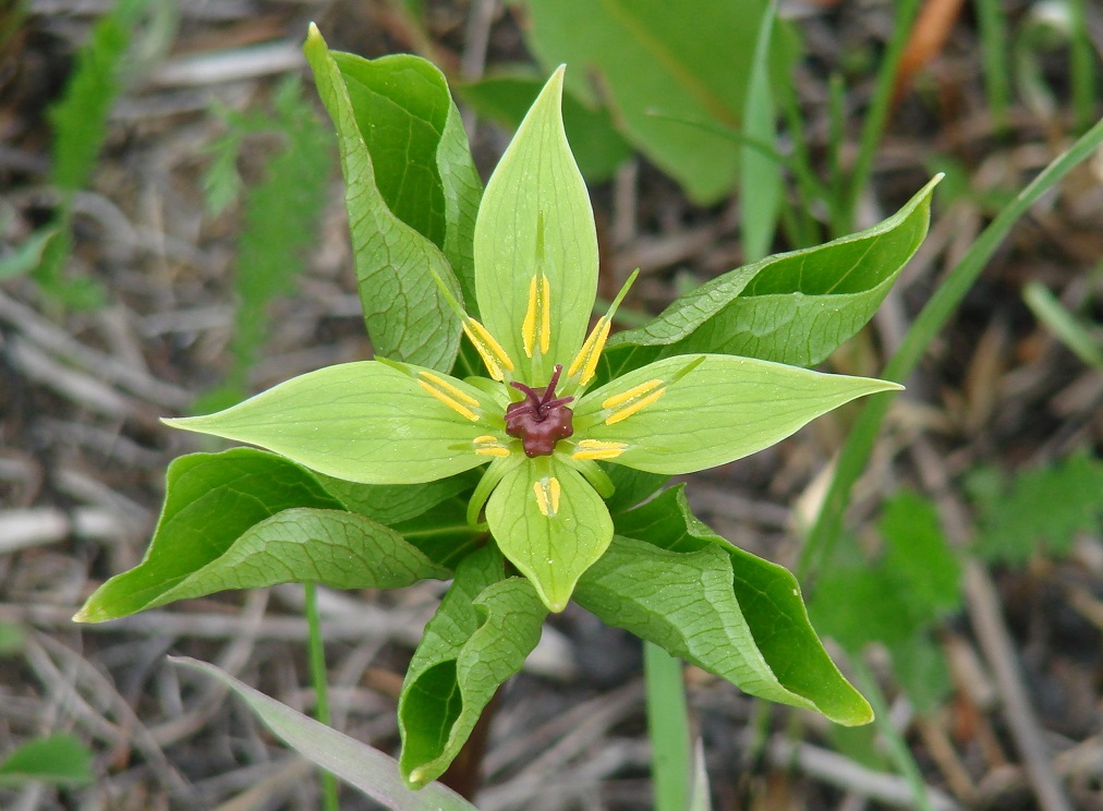 Image of Paris verticillata specimen.