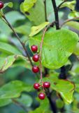 Padus virginiana