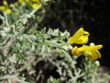 Genista microphylla. Верхушка цветущего побега. Испания, Канарские о-ва, Гран Канария, муниципалитет Agüimes, ущелье Barranco de Guayadeque, сообщество термофильных кустарников. 26 февраля 2010 г.