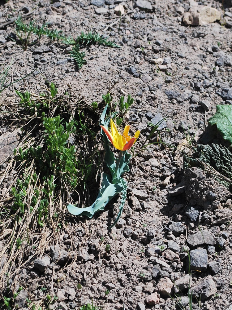 Image of Tulipa dubia specimen.