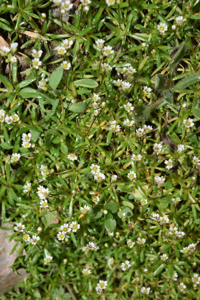 Изображение особи Erophila verna.