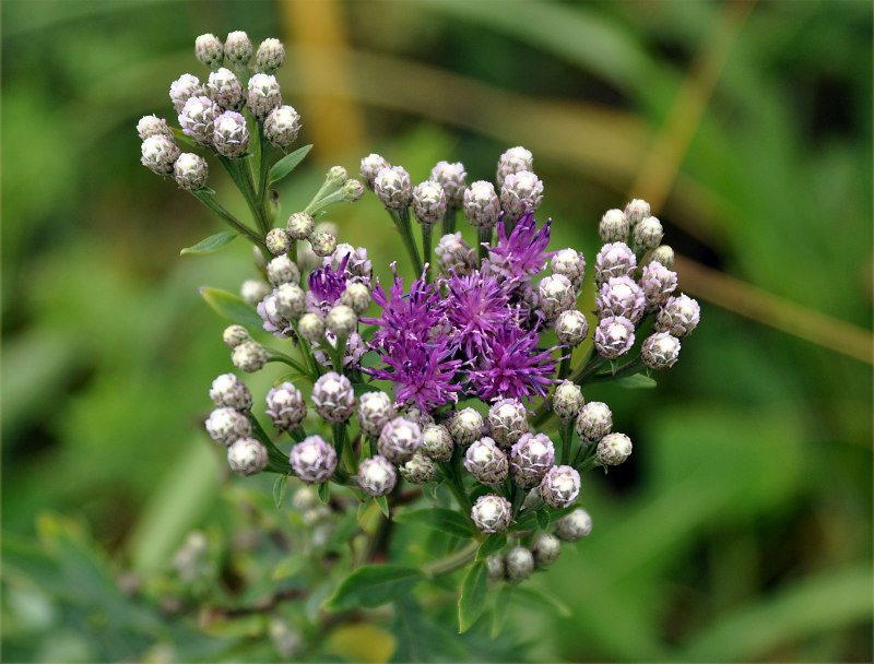 Изображение особи Saussurea pulchella.