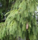 Picea pungens