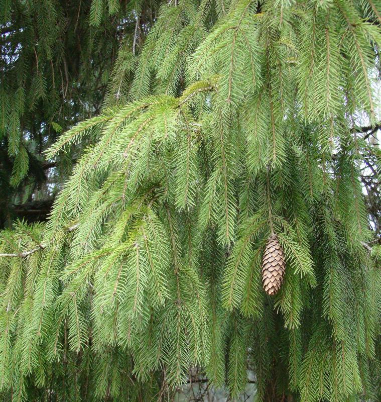 Изображение особи Picea pungens.