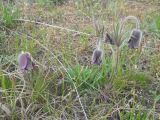 Pulsatilla ucrainica