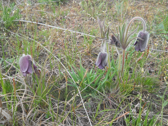 Image of Pulsatilla ucrainica specimen.