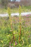 Rumex longifolius. Отцветающие растения на приморском лугу. Мурманская обл., п-ов Рыбачий. 31.07.2015.