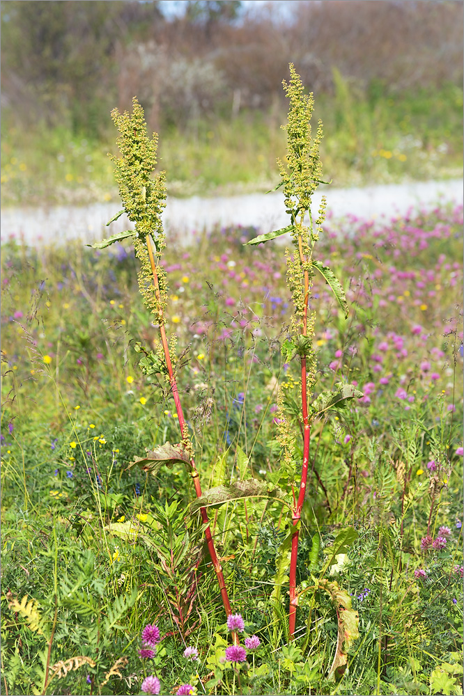 Изображение особи Rumex longifolius.